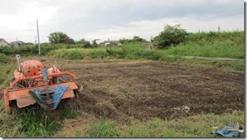 Clearing the land for carrots