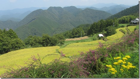 Rice field through one of the villages on the trail